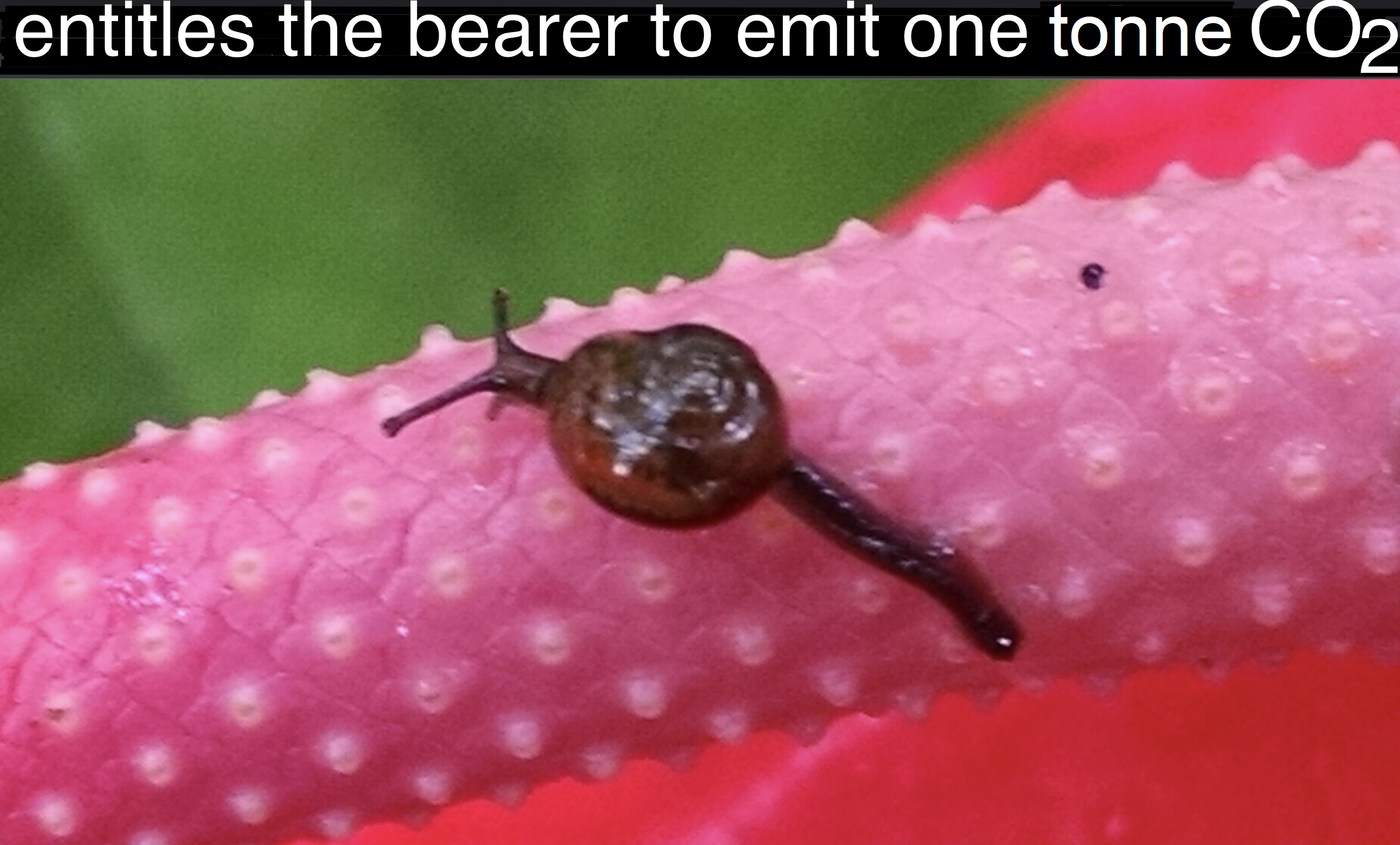 snail
